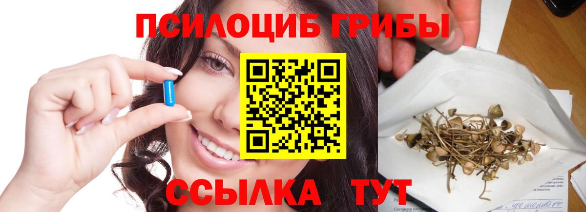 Псилоцибиновые грибы Psilocybe Горно-Алтайск